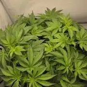 Kannabias Cherry Dream