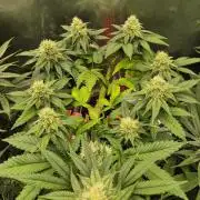 Gorillamelon (Pringles-Cup)