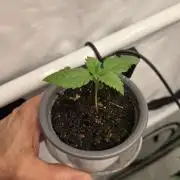 Kannabias Cherry Dream