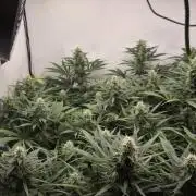 Kannabias Cherry Dream