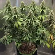 Kannabia Sunset Sherbet Go Fast