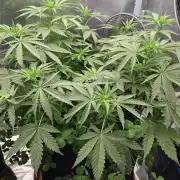 T.H.Seeds Bubble Banana Gum