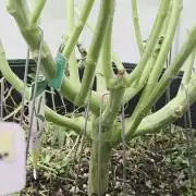 Kannabias Karibbean Mango