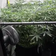 Kannabias Cherry Dream