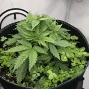 Kannabias Cherry Dream