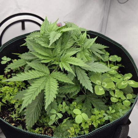 Kannabias Cherry Dream