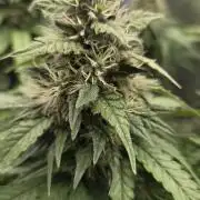 Kannabia Sunset Sherbet Go Fast