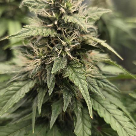 Kannabia Sunset Sherbet Go Fast
