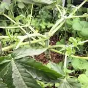 T.H.Seeds Bubble Banana Gum