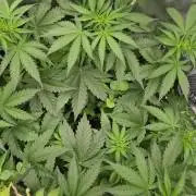 T.H.Seeds Bubble Banana Gum