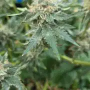 Afghan Noir