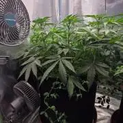 Afghan Noir
