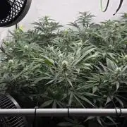 Kannabias Cherry Dream