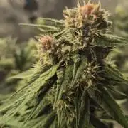 Kekse aus den Tropen