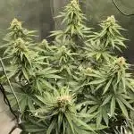 Kekse aus den Tropen