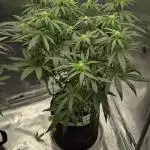 Kush für Karen
