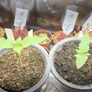 Kannabias Cherry Dream