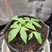 Sensis Cherry Strudel