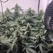 Kannabias Karibbean Mango