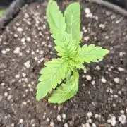 Lazyboyseeds Baked in Hossegor