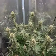 Afghan Noir