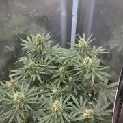 T.H.Seeds Bubble Banana Gum