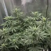 Kannabia Sunset Sherbet Go Fast