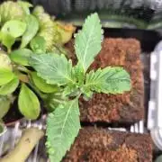 Sensis Cherry Strudel