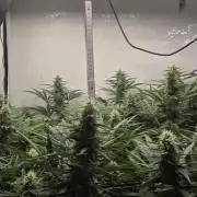 Kannabias Cherry Dream