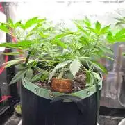 CCG / Sensi Malibu OG Gold