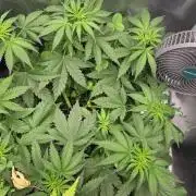 T.H.Seeds Bubble Banana Gum