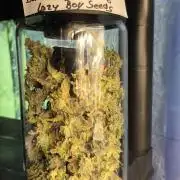 Lazyboyseeds Baked in Hossegor