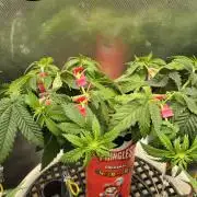 Gorillamelon (Pringles-Cup)