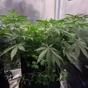 T.H.Seeds Bubble Banana Gum