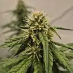 Kekse aus den Tropen