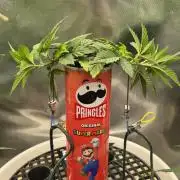 Gorillamelon (Pringles-Cup)