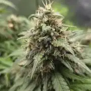 Kannabia Sunset Sherbet Go Fast