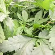 T.H.Seeds Bubble Banana Gum