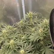 T.H.Seeds Bubble Banana Gum