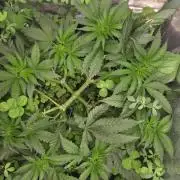 Afghan Noir