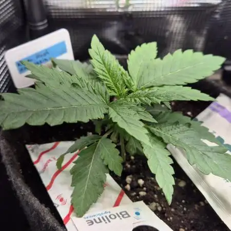 Kush für Karen