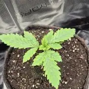 Lazyboyseeds Baked in Hossegor