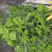 T.H.Seeds Bubble Banana Gum