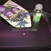 Zamnesias Purple Urkle