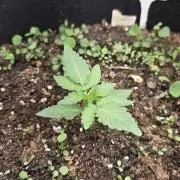 T.H.Seeds Bubble Banana Gum