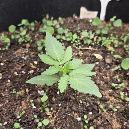 T.H.Seeds Bubble Banana Gum