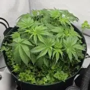 Kannabias Cherry Dream