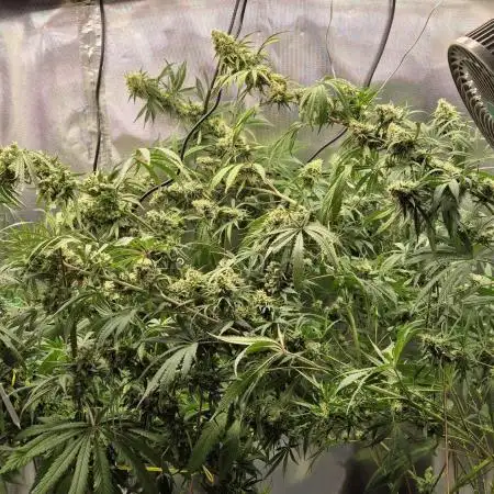 ShopSeedsNotBombs