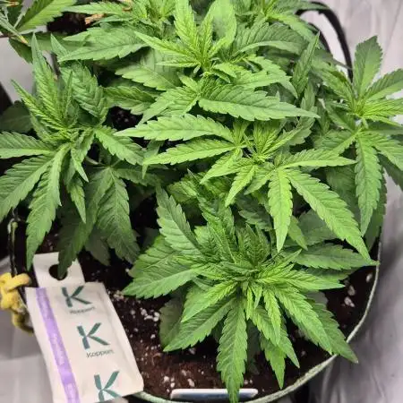 Kush für Karen