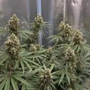 T.H.Seeds Bubble Banana Gum